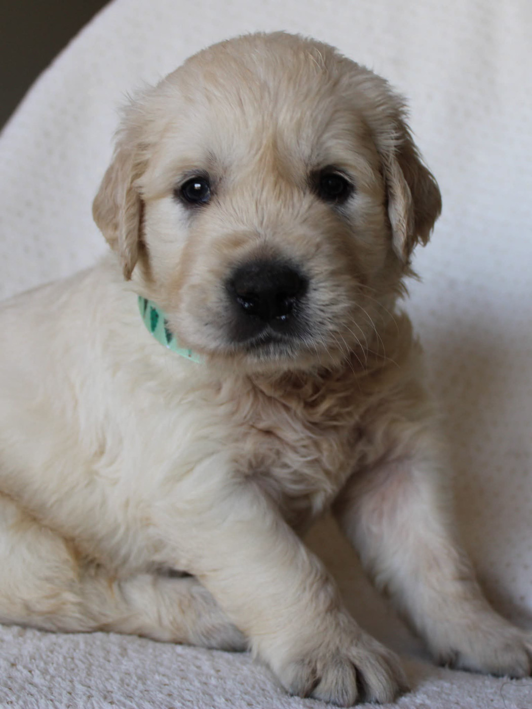 Du Monde De Neige - Chiots disponibles - Golden Retriever