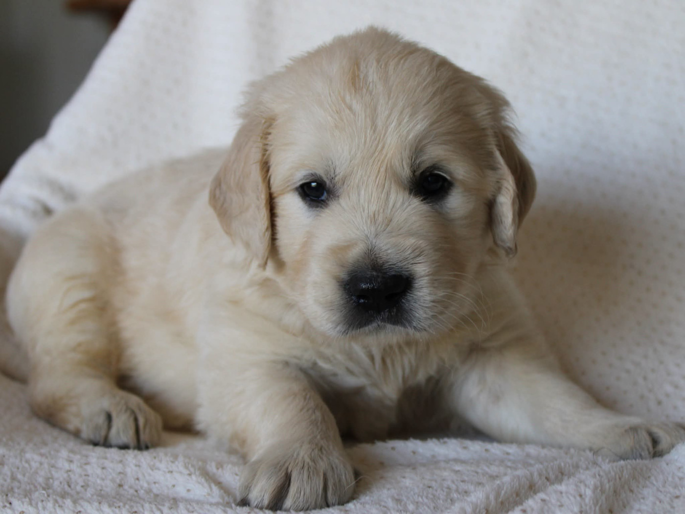 Du Monde De Neige - Chiots disponibles - Golden Retriever