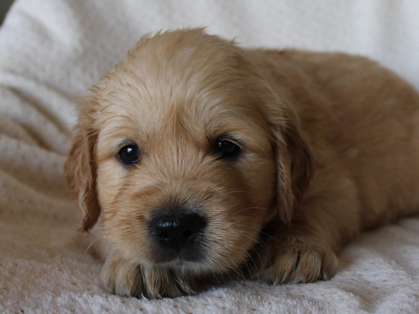 Du Monde De Neige - Chiots disponibles - Golden Retriever