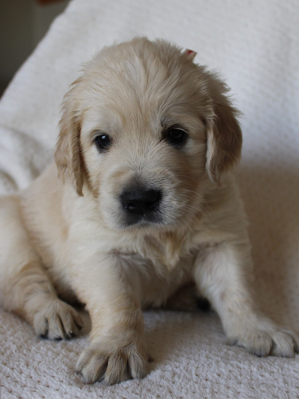 Du Monde De Neige - Chiots disponibles - Golden Retriever